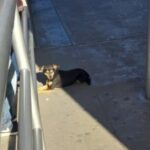 Perro viral conquista la garita de San Ysidro sin dueño conocido